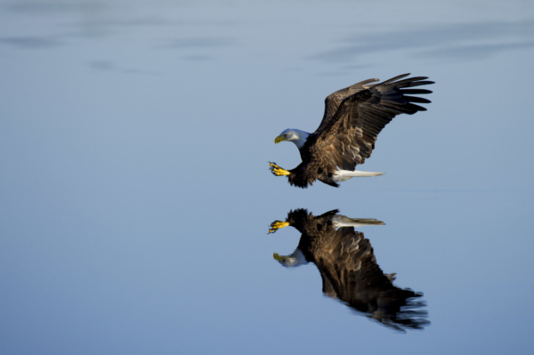 Eagle Mirror