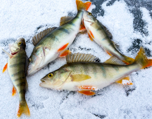 Lake Nokomis Ice Fishing Tournament, Tomahawk Wisconsin