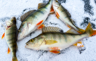 Lake Nokomis Ice Fishing Tournament, Tomahawk Wisconsin